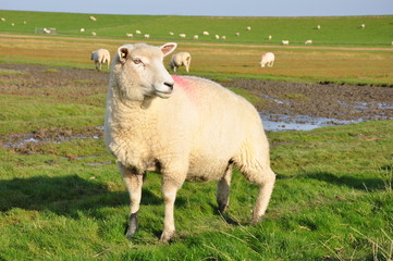Schafe am Deich in Nordfriesland