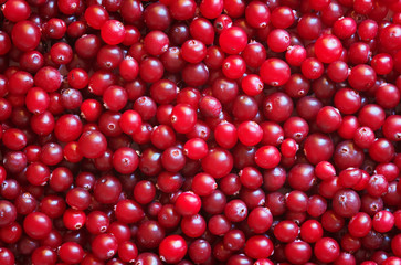 Red ripe cranberries. Red fresh cranbierry background and textur