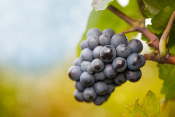 wine grapes
