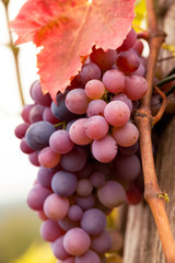 red wine grapes