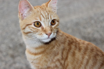 Chat