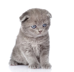 Obraz premium sad british shorthair kitten. isolated on white background