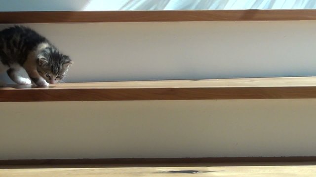 video babykatze auf treppe I