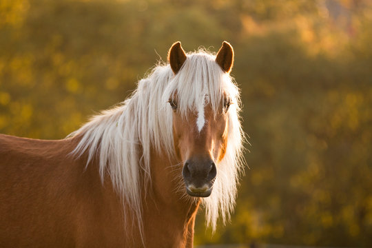 Haflinger Portr&auml;t