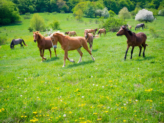 Horses galloping