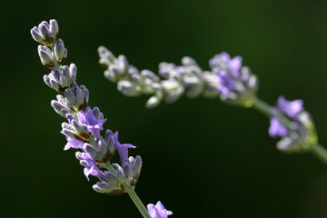lavanda
