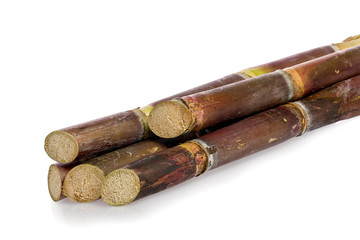 Sugarcane