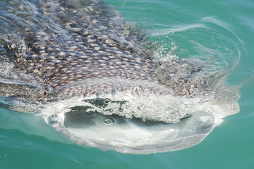 Whale Shark while eating