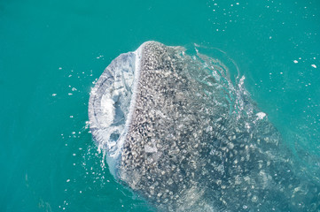 Whale Shark while eating