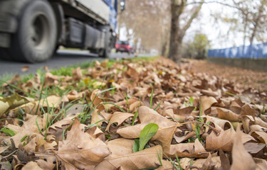 Autumn roadside