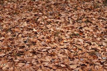 Autumn leaves background