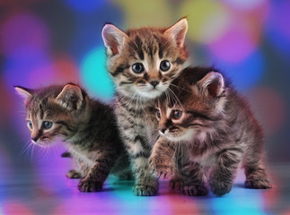 group of cute little kittens
