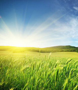 Fototapeta Meadow of wheat.