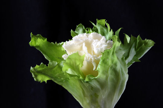 Rosette of swiss cheese specialty tete de moine