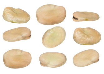 set fava bean, broad bean, butter bean, Windsor bean, isolated