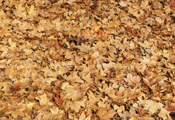 brown leafs fallen in the ground autumn background