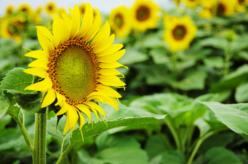 Obraz premium sunflower - stock photo