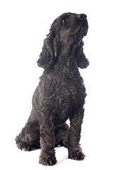 black  cocker spaniel