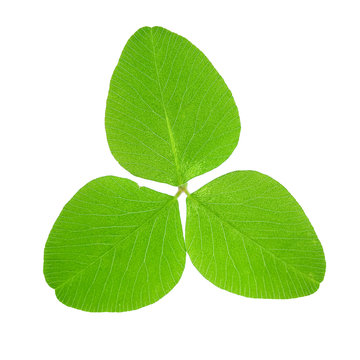 Clover leaf isolated
