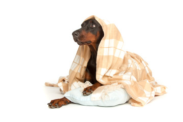 Very sick dog under a blanket, isolated on white