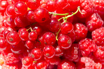 A lot of ripe raspberry and currant close-up
