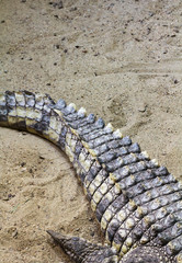 Yellow and grey crocodile tail © ShutterDivision