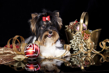 beaver terrier puppy with Christmas decorations