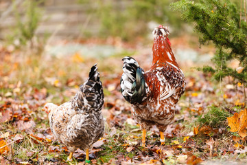 chickens on the farm