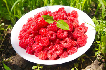 A plate with ripe berries of raspberry