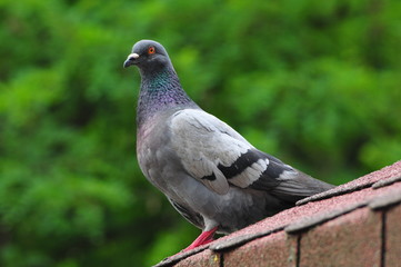A pigeon is in a municipal park - obrazy, fototapety, plakaty