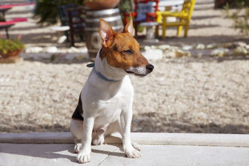 Puppy Jack Russel