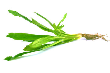 Obraz premium Thai Coriander