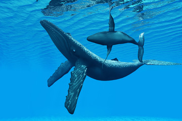 Fototapeta premium Humpback Whale Bonding