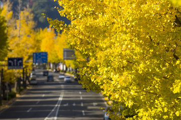 Naklejka premium いちょう並木