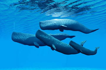 Naklejka premium Sperm Whale Family