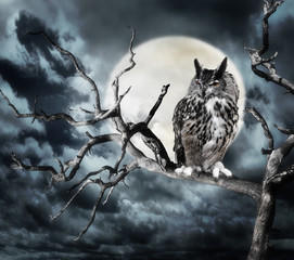 Owl On A Tree At Night © SunnyS