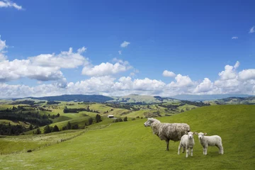 Rolgordijnen Sheep and two lambs grazing © NMint