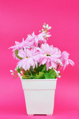 Pink flower in pot