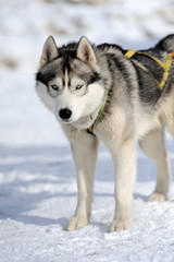 Naklejka premium Husky dog