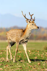 Obraz premium Deer