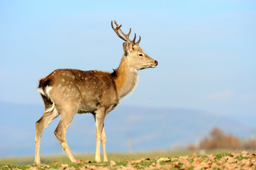 Fototapeta premium Deer