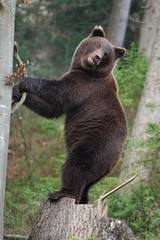 Bear