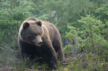 Fototapeta premium Bear