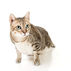 Obraz premium tabby cat