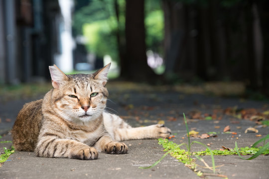 Stray tabby cat