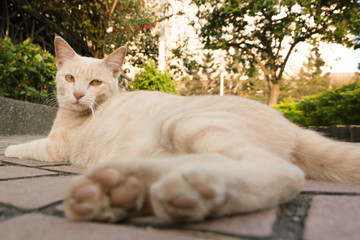 Fototapeta premium cat in city