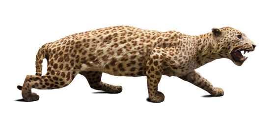 Walking adult leopard. Isolated over white