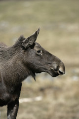 European moose, Alces alces machlis