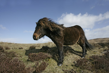 Fototapeta na wymiar Eriskay pony