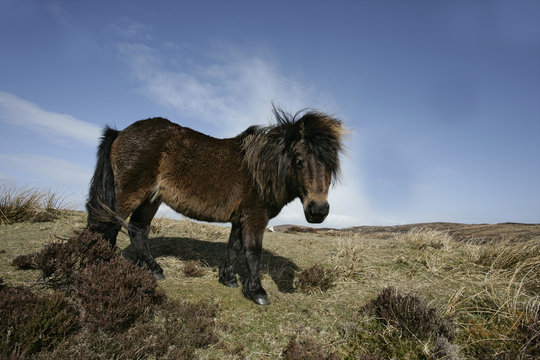 Eriskay Pony